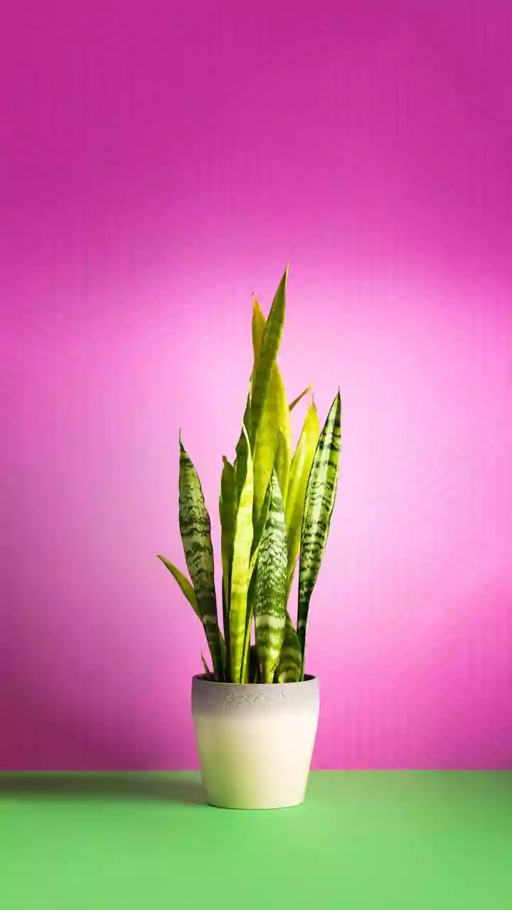 Top 10 Snake Plant Varieties to Grow