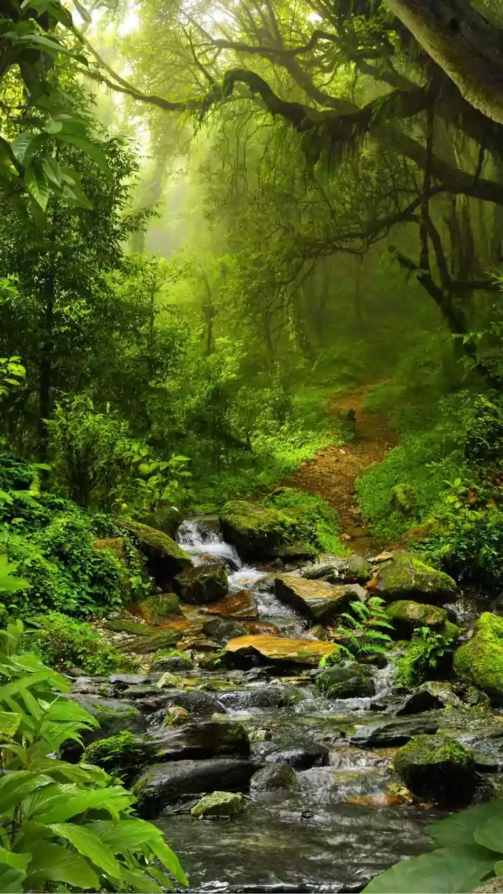 Monsoon Trips Work Better with Forest Walks or Wetland Alternatives