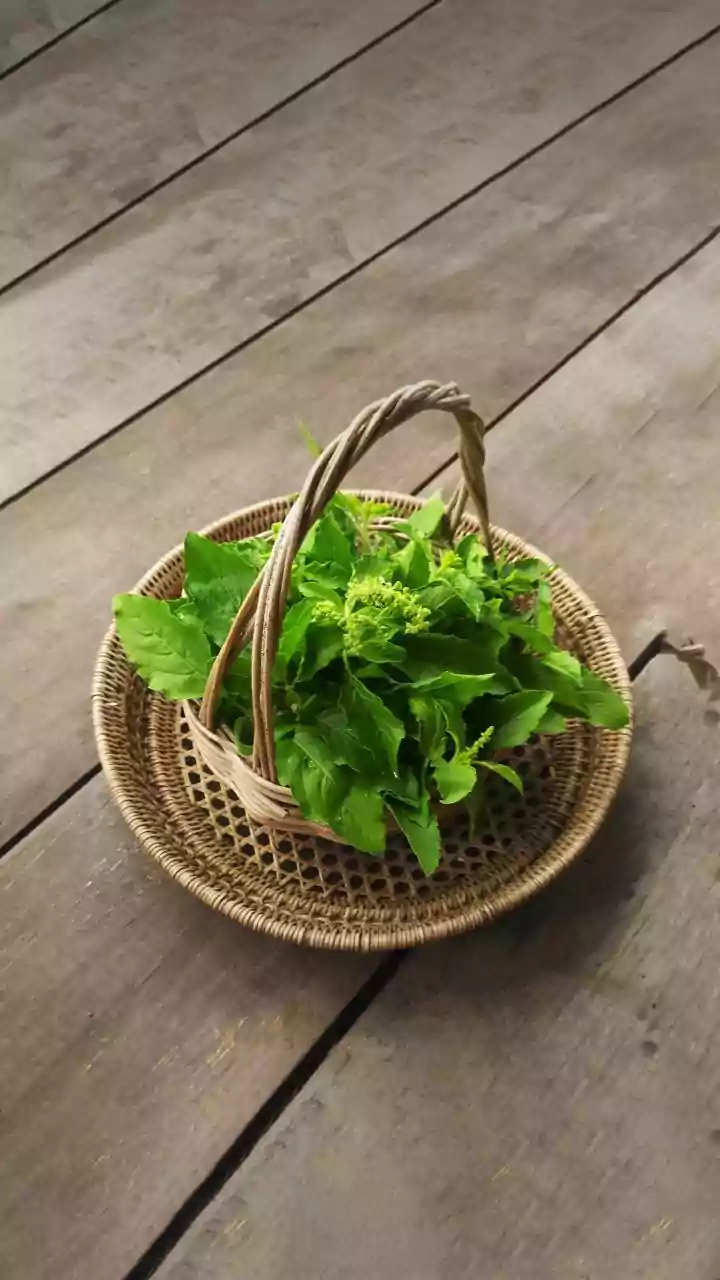 Wild Greens Are Fascinating, But Identification Matters