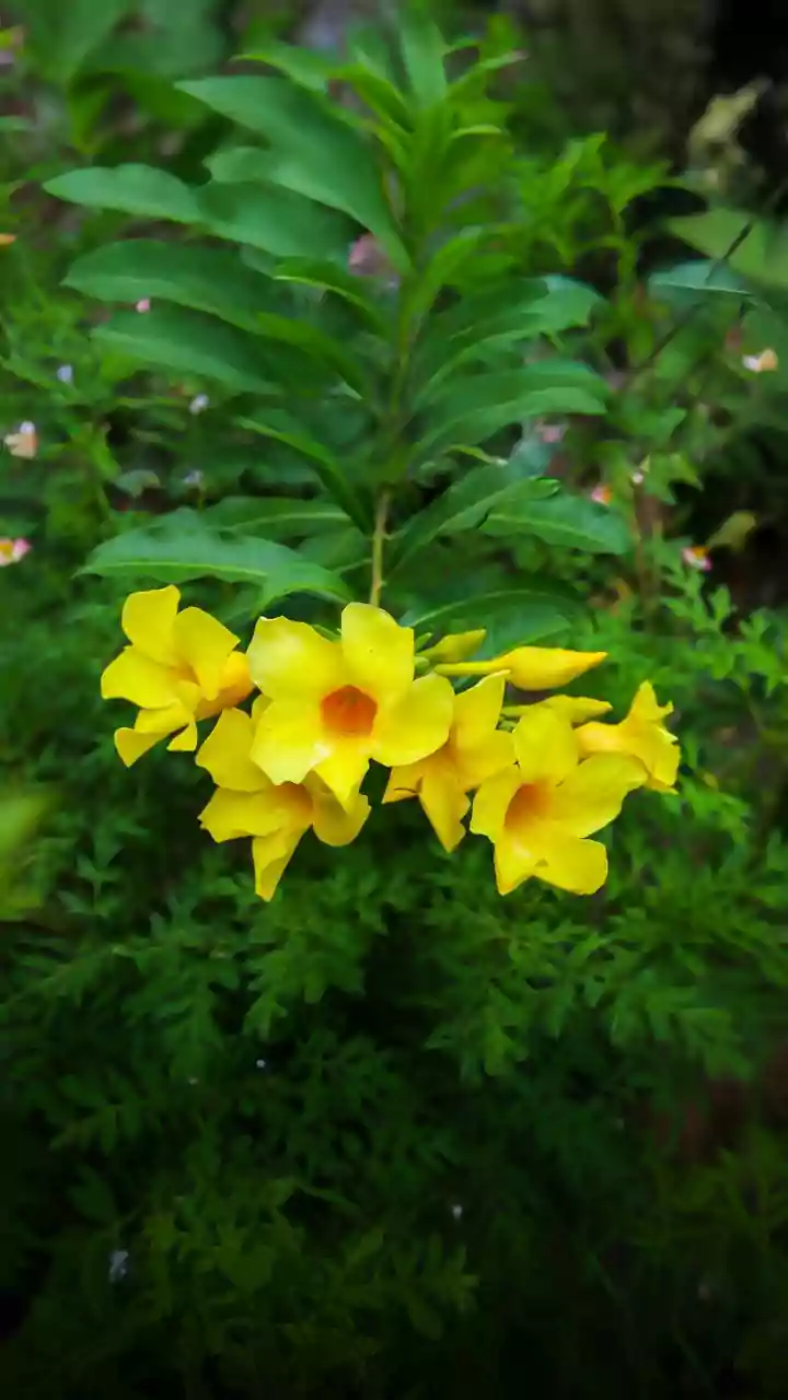 Alamanda-amarela: conheça planta tropical que vai bem no sol forte dá flores lindas