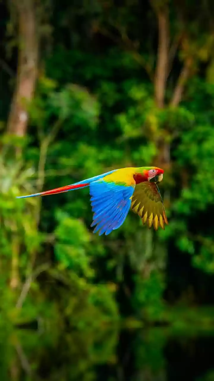 South Andaman's Rainforest Birding Trail Shows the Value of Guide Quality