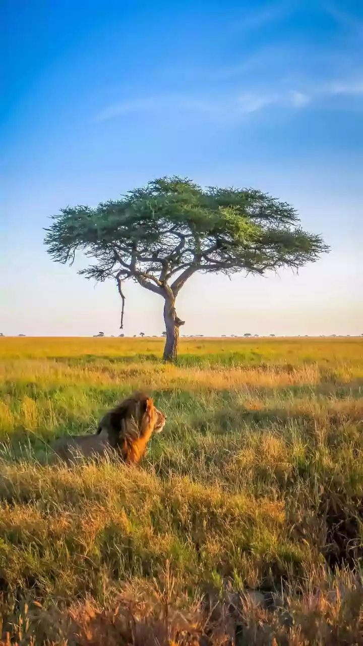 Unveiling the Lion: 7 Astonishing Facts Beyond the Majestic Roar
