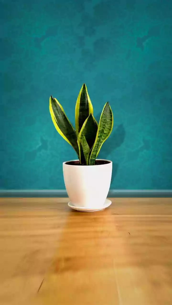10 Snake Plant Varieties: Your Indoor Garden Guide