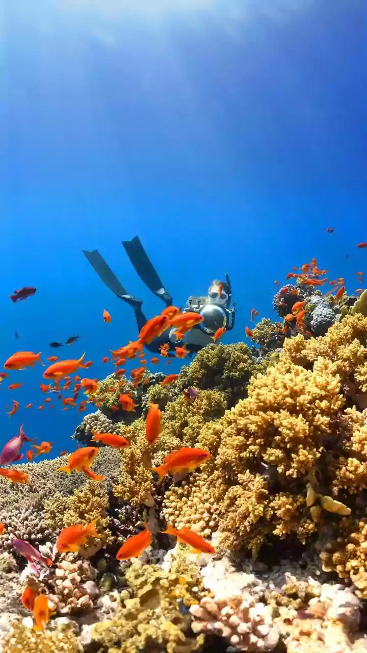 From Aquarium Accident To Coral Rescue: The Laboratory Findings