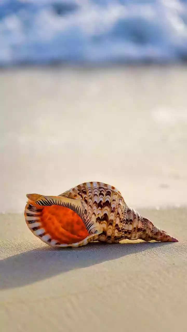 Puri Tourists Wake Up To Nature Spectacle As Moving Cone Snails Turn Beach Into Polka-Dot Living Canvas | Video