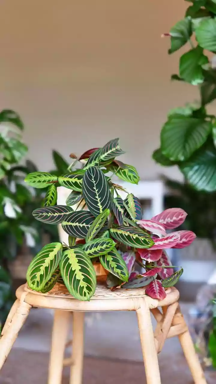 Beware the Beautiful Bloom: Toxic Plants Lurking in Your Home and Garden