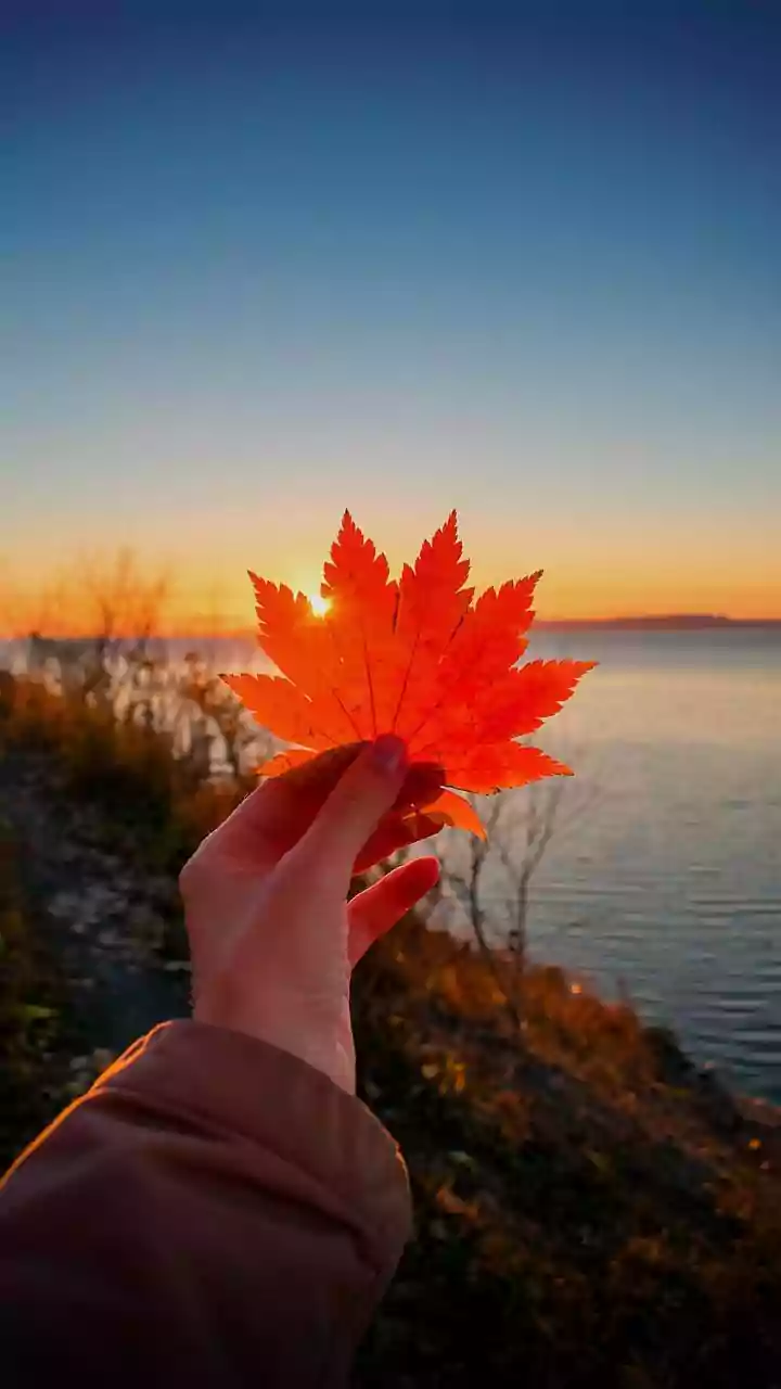 Rule Change? Trump Factor? Why Thousands Of Americans Are Claiming Canadian Citizenship By Descent