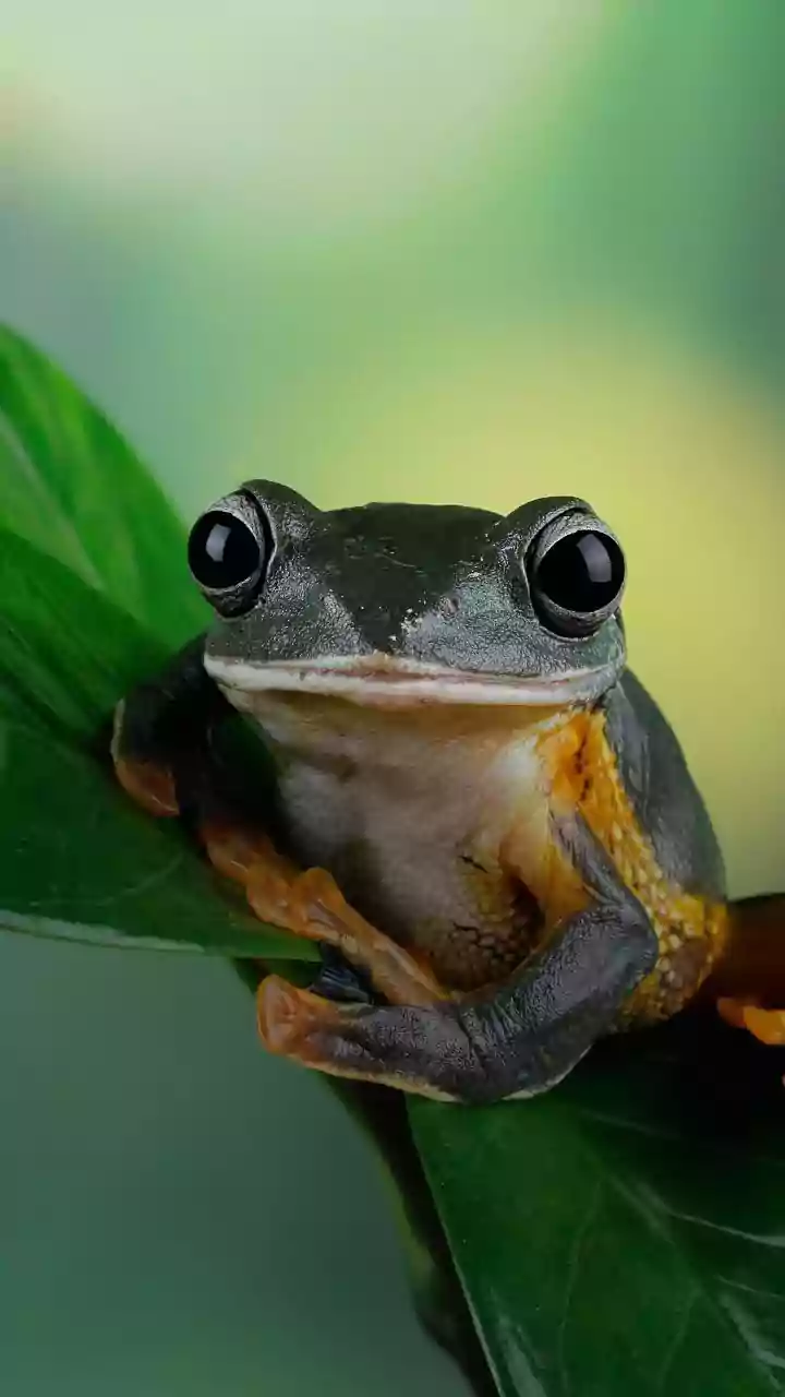 Scientists discover two new frog species in Arunachal Pradesh