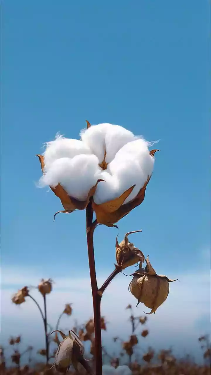 Tamil Nadu CM Vijay Urges PM Modi To Remove 11% Cotton Import Duty, Cites Threat To Jobs