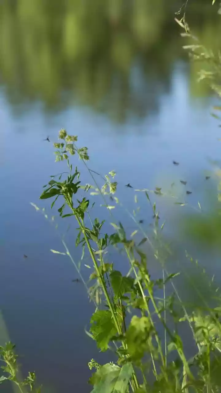 5 Attractive Plants That Are Actually Invasive