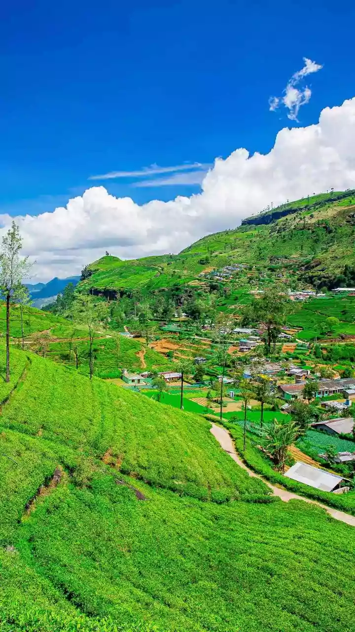 Escape City Stress: Plantation Homestays In Araku Valley See Spike In Wellness Bookings