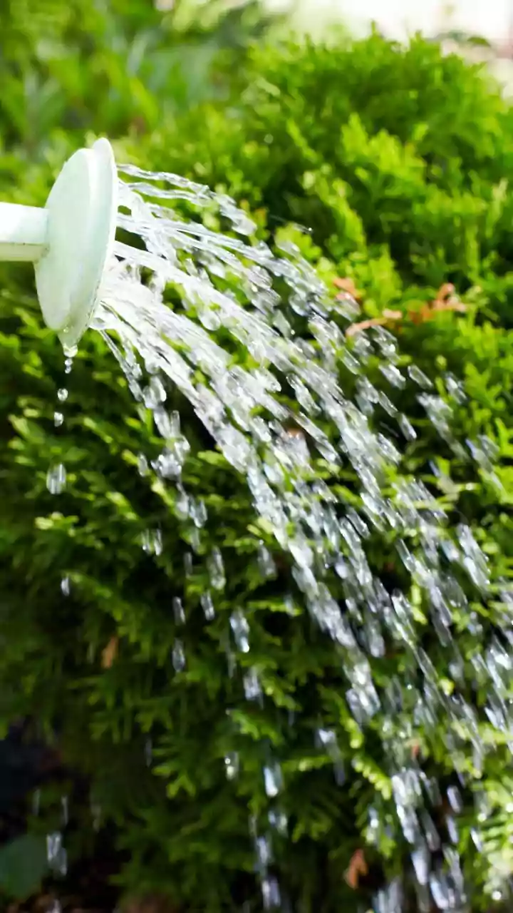 How to Protect Your Garden During a Heatwave