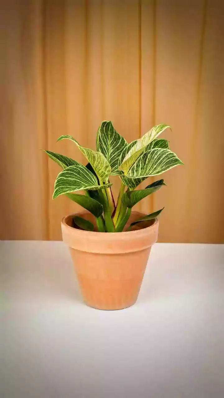 Terracotta Olla Irrigation Pots Deliver Deep Root Moisture For Balcony Plants In Hot Weather