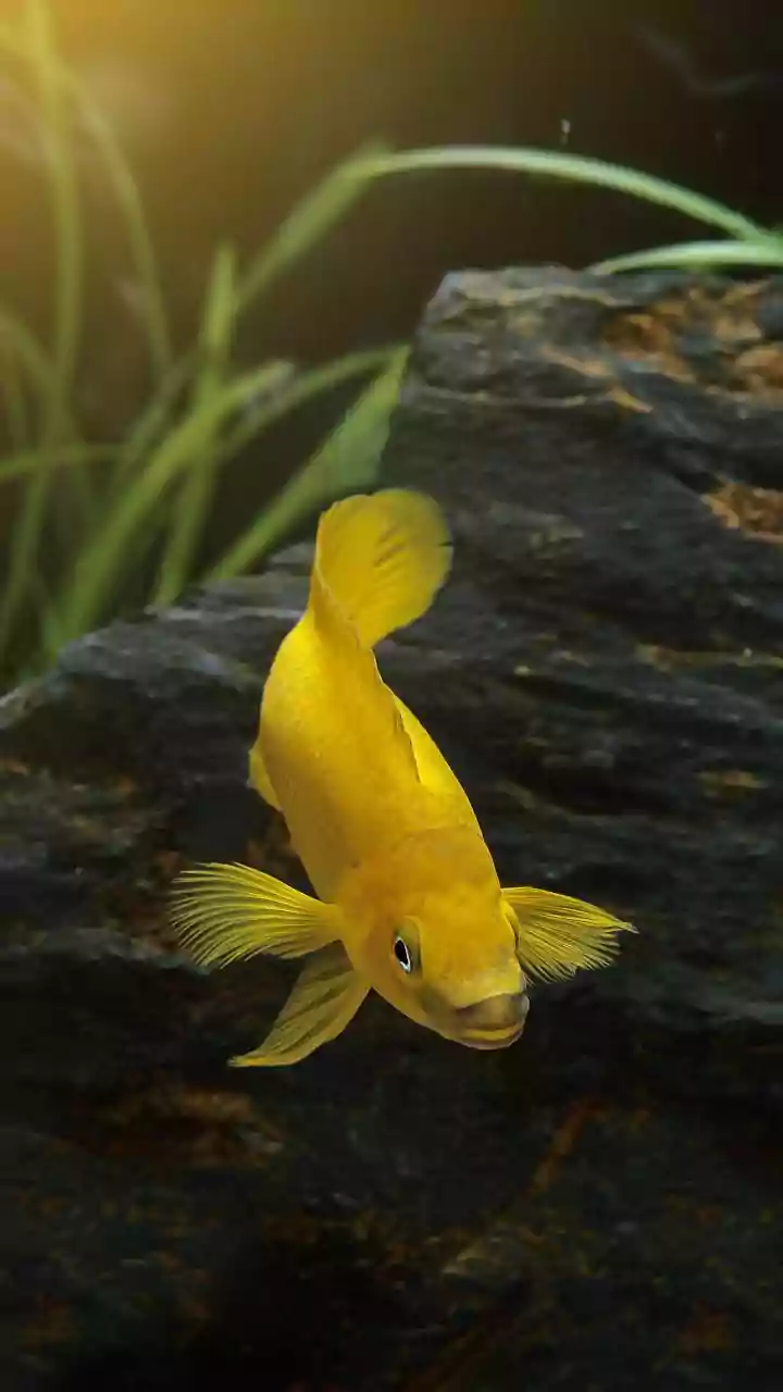 Amankah Konsumsi Ikan Sapu-sapu Ciliwung