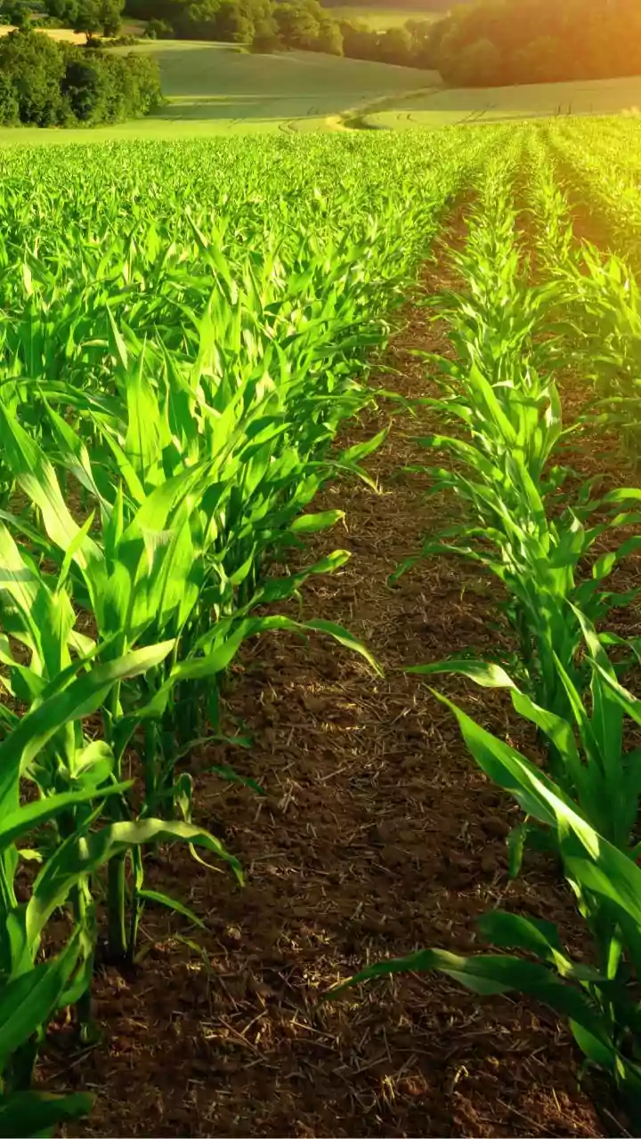 Delay Crop Sowing Campaigns Until Proper Rainfall Covers Regular Plains