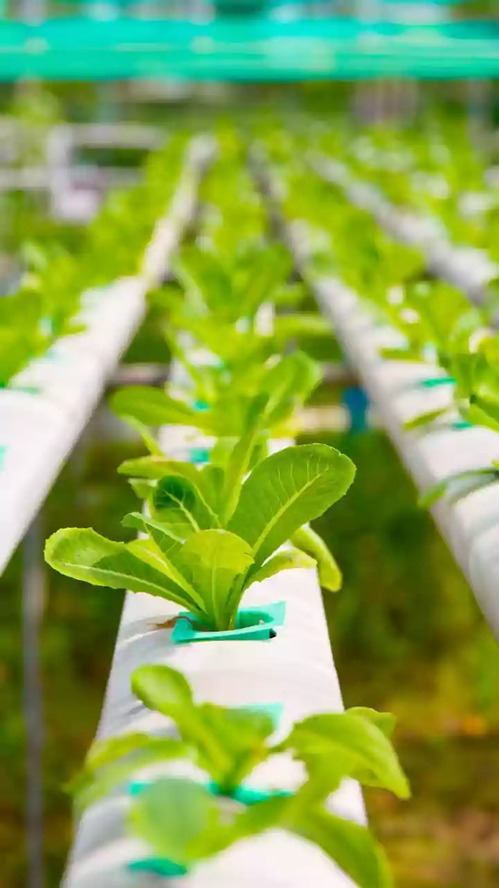 How The New Small-Space Gardening Trend Changes The Case For Gardening Without A Balcony