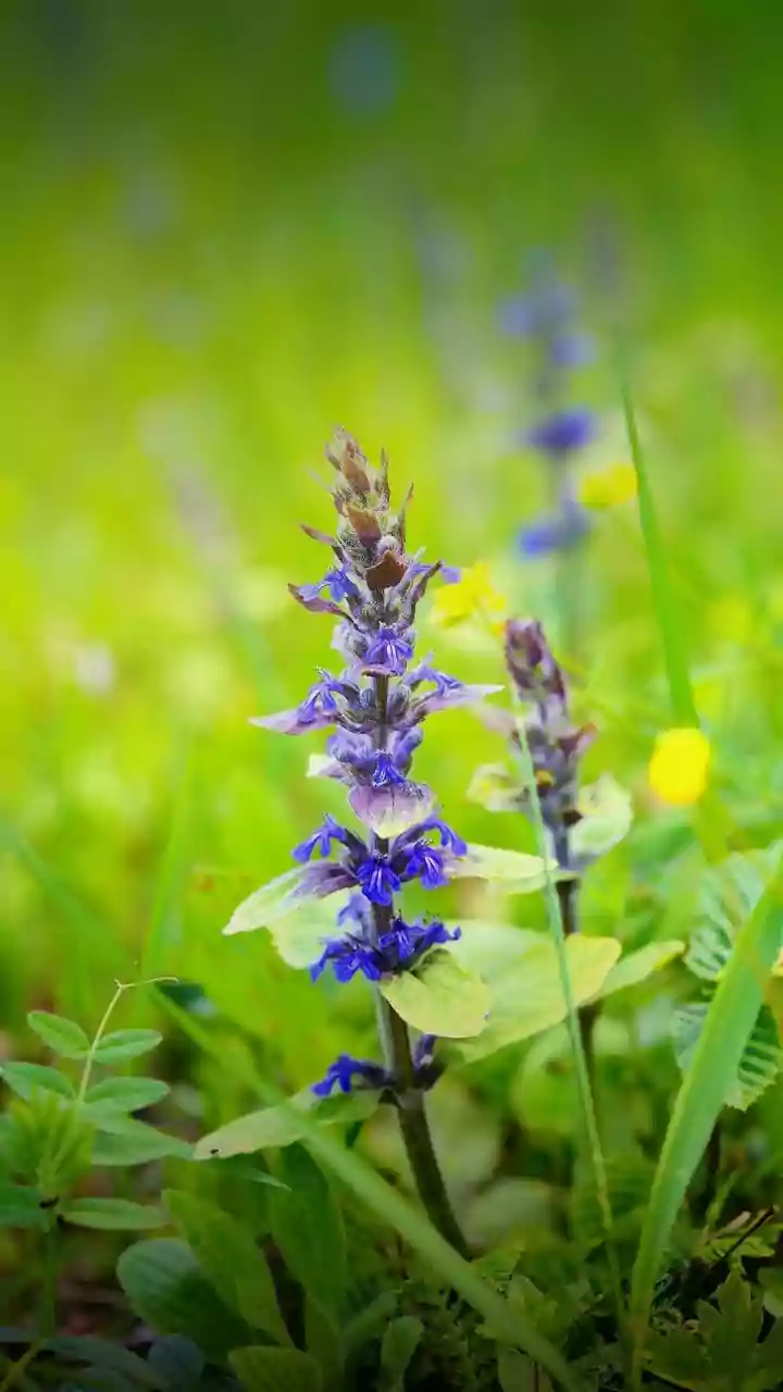 The Neelakurinji Bloom Is Rare, Photogenic and Strictly Protected