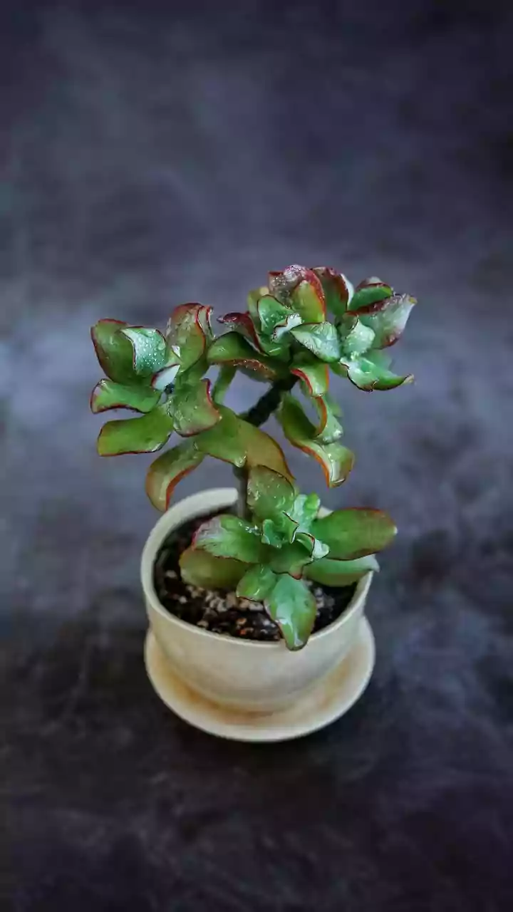Do Not Put a Dry-Loving Plant on a Permanent Water Supply