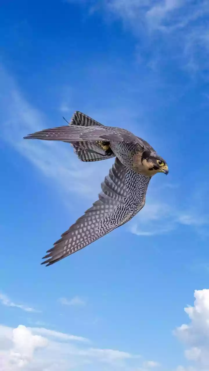 Viral Video Shows Falcons Travelling In Dubai Plane; Watch Passenger's Reaction To The Hunting Birds Seated Next To Him