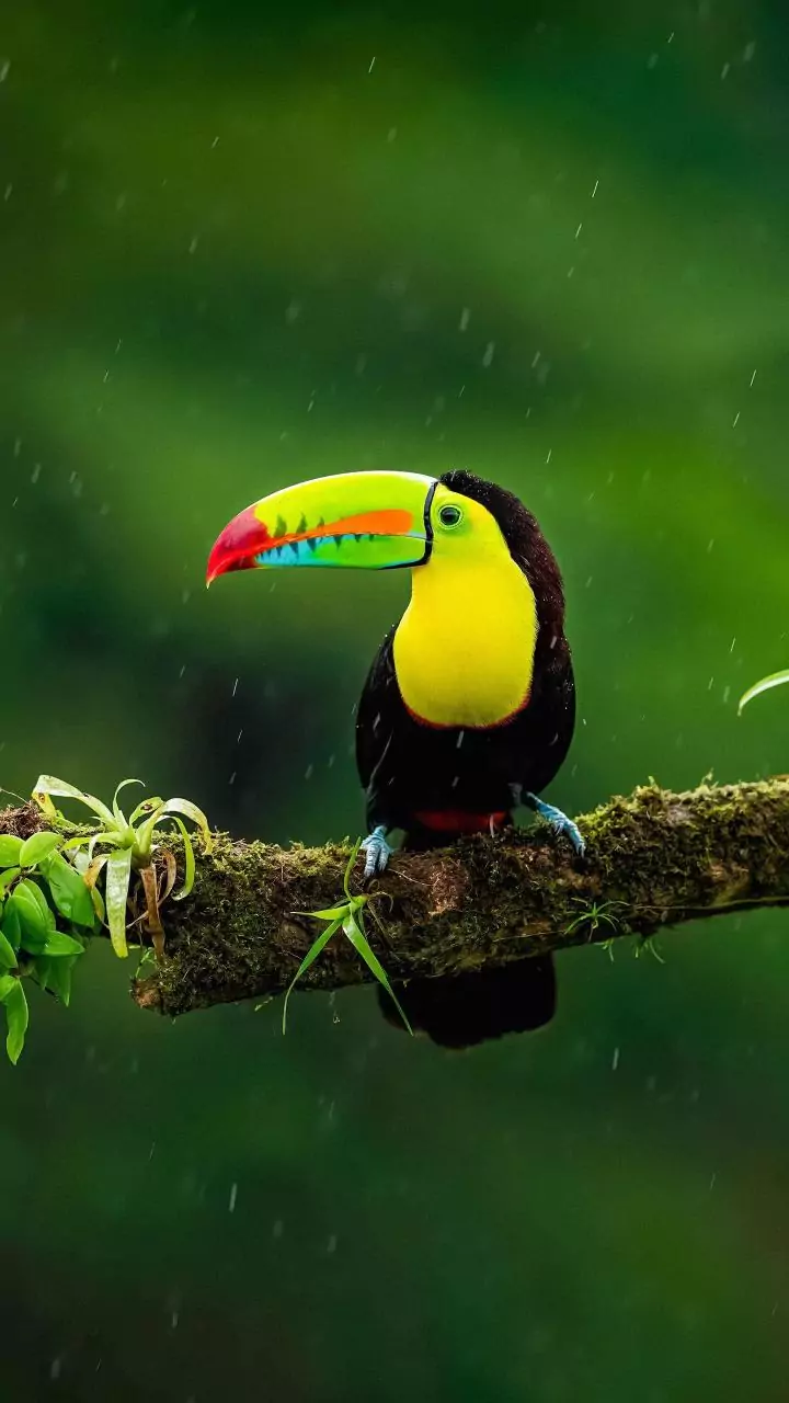 Cientistas descobrem aves mais barulhentas do mundo (e elas são brasileiras)