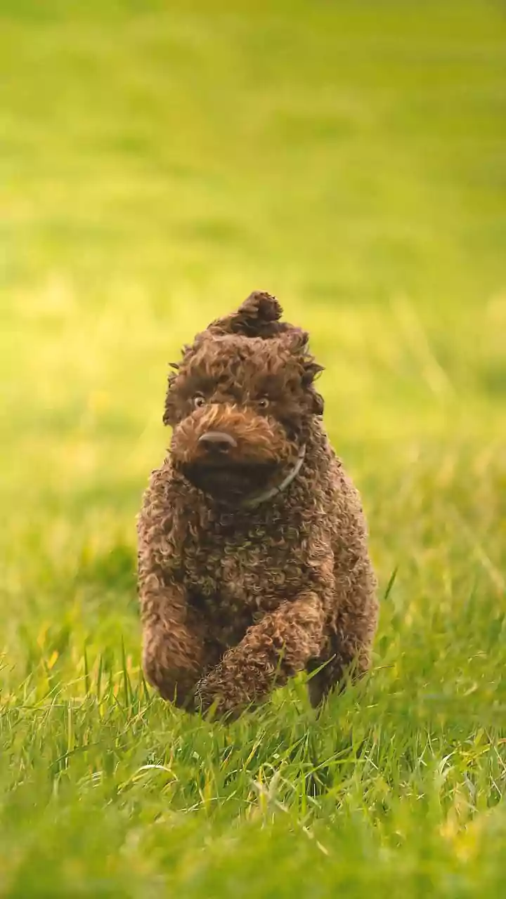 The Role Of Dog Cloning Plans In Warhound's Engineered Working-Dog Project