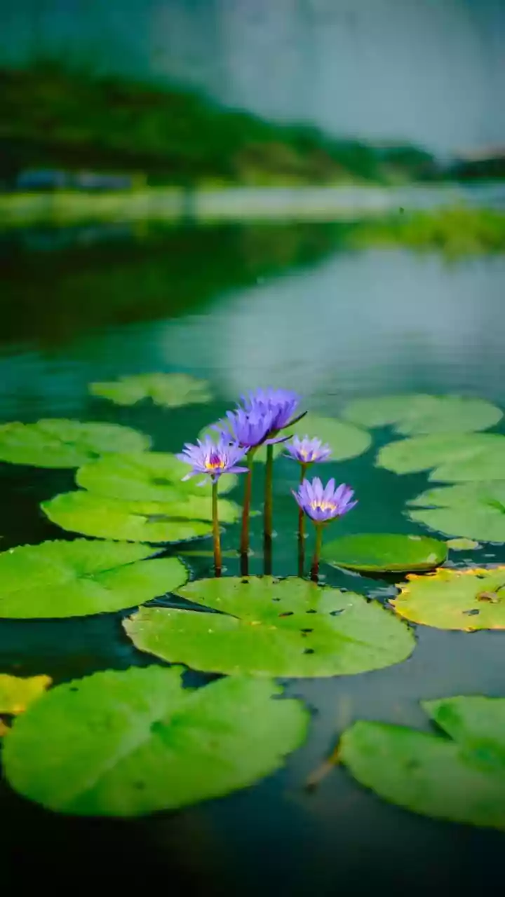 Bhagavad Gita's Core: Controlling Senses, Finding Peace