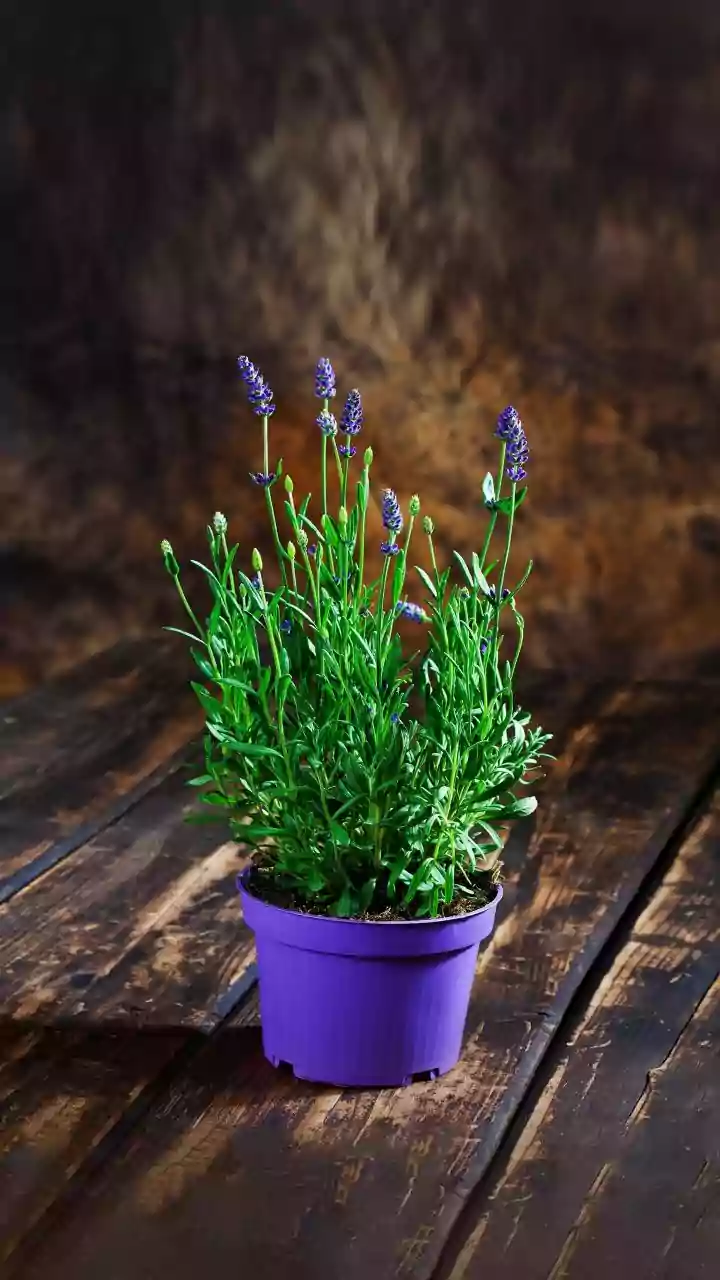 Lavender croton: A unique skincare ingredient