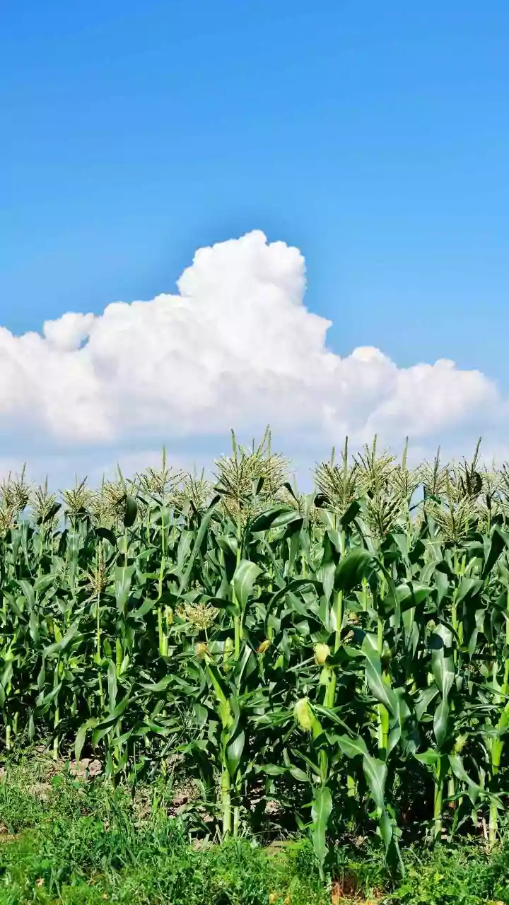 The Latest Kisan Credit Card Assessment: The Evidence Behind Measuring Credit Outcomes
