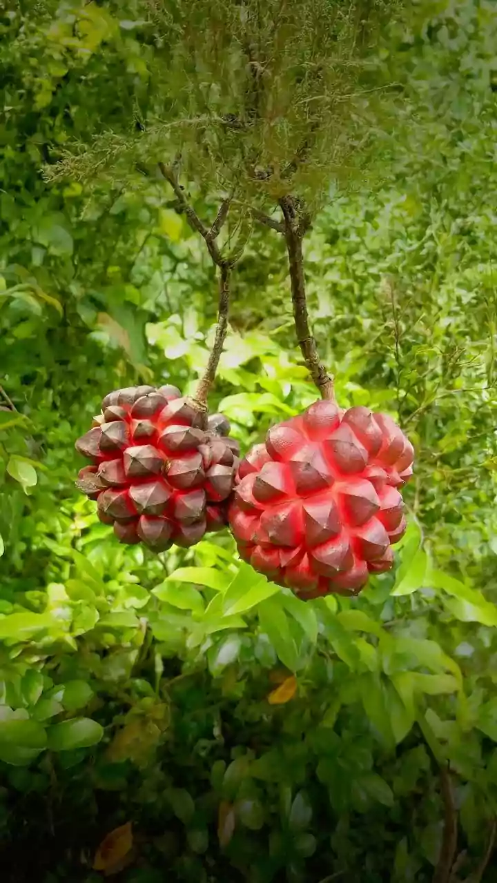 10 Exotic Fruits to Discover: A Botanical Traveler's Guide