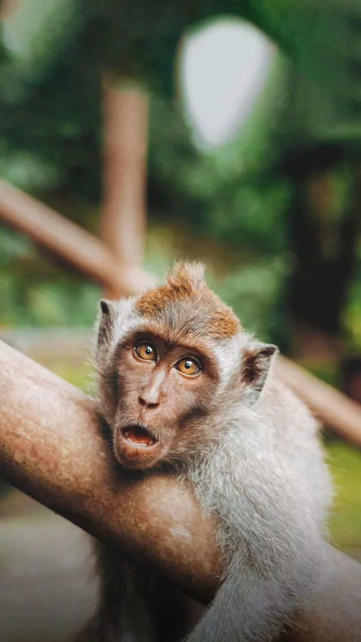Three Booked and Fined for Abusing Monkey in Viral Video