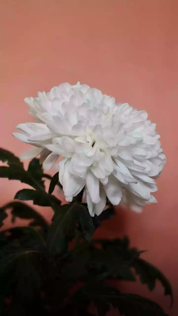 How To Water October Plants Like Marigolds And Chrysanthemums For Maximum Autumn Blooms