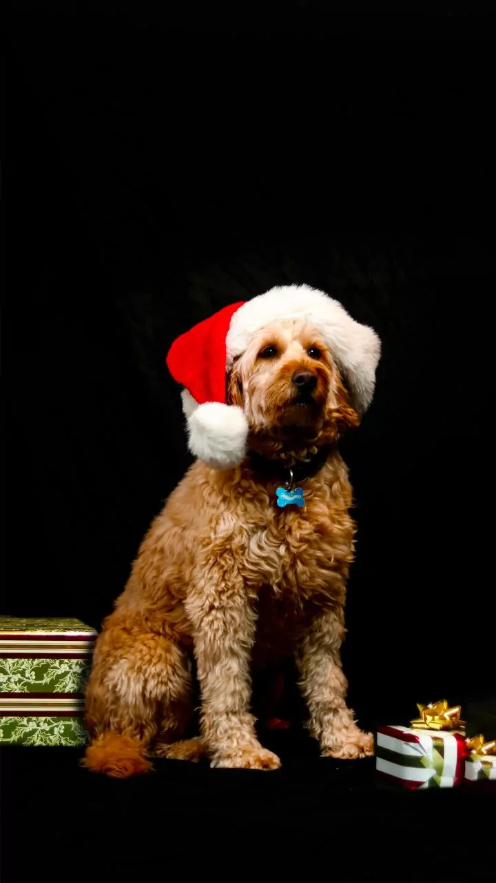 Why you should spend more time with a dog this Christmas