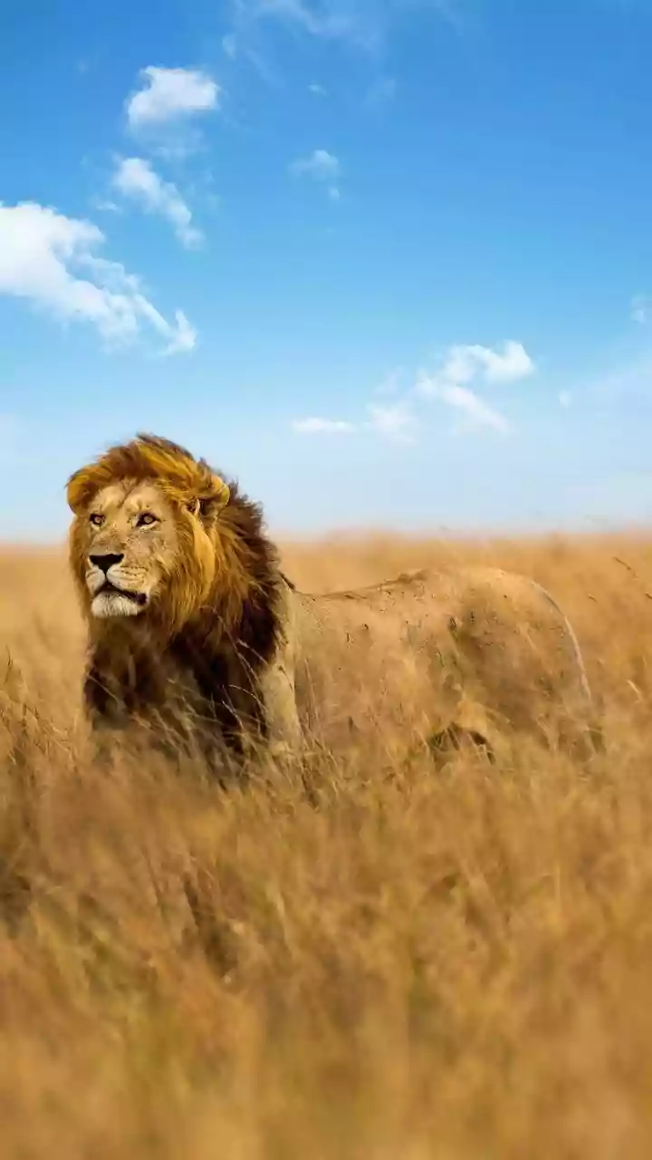 Barda Sanctuary Asiatic Lions: A Study Examines a New Stronghold Beyond Gir