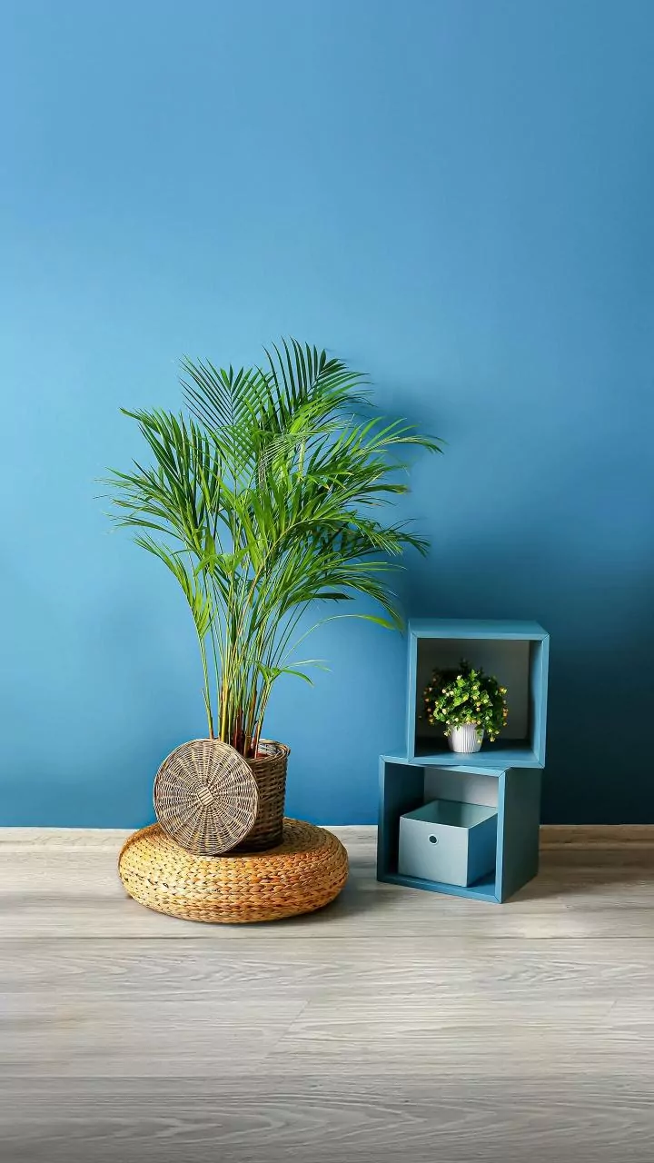 Why Modular Furniture Is Becoming A Long-Term Investment For Urban Renters