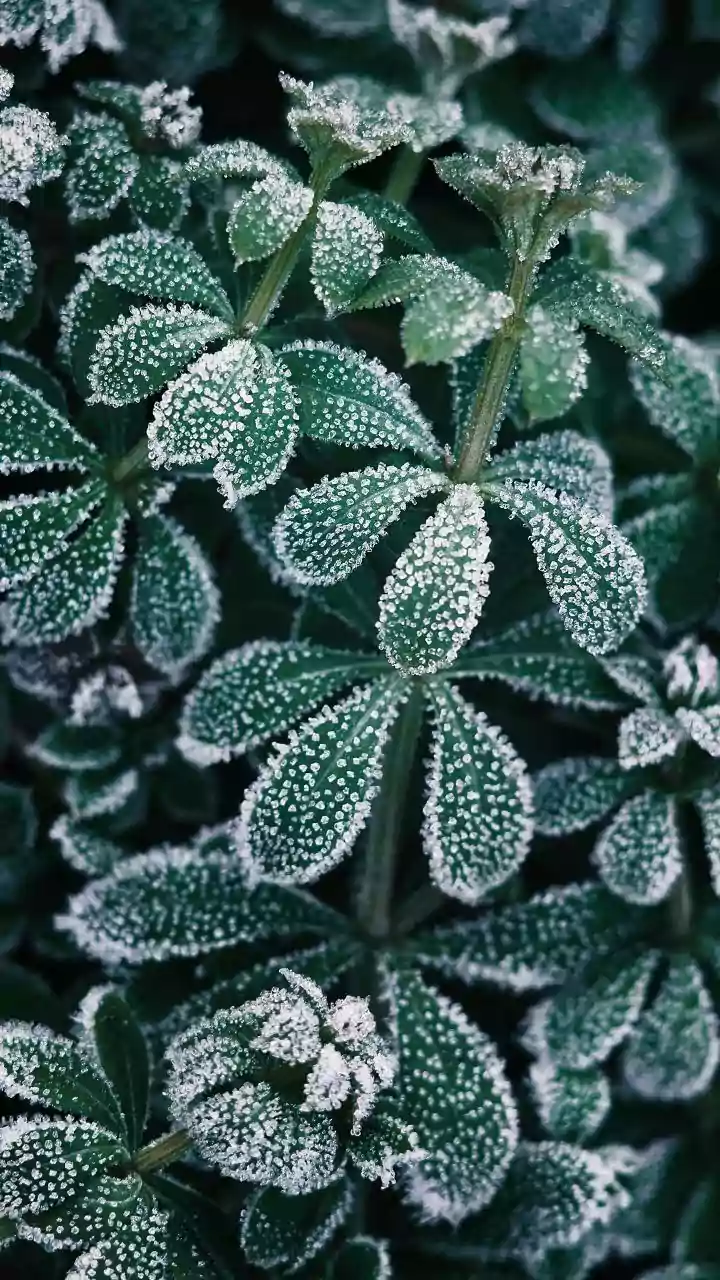 Frost Risk in Indian States: Protection Measures for Crops