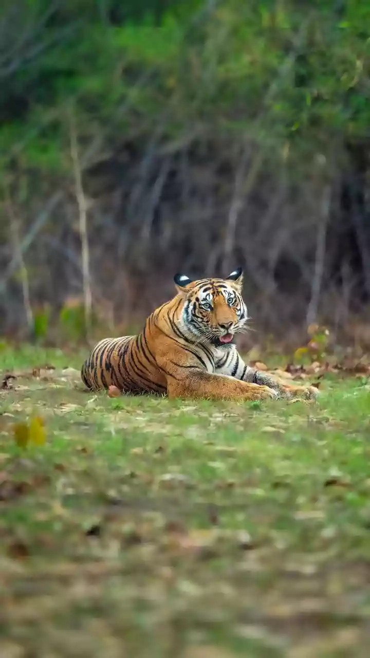 Ranthambore's 40,000-Request Booking Surge Makes Ranthambore Safari Bookings A Story About Flexible Plans