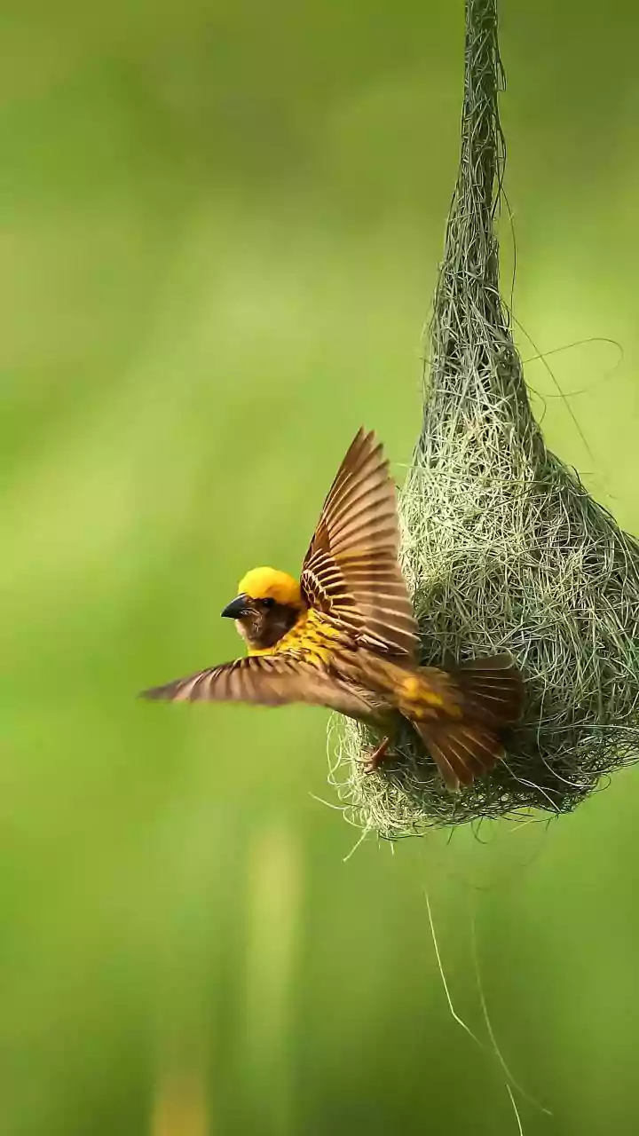 Climate Pressure and Pesticides Add to Migratory Bird Declines