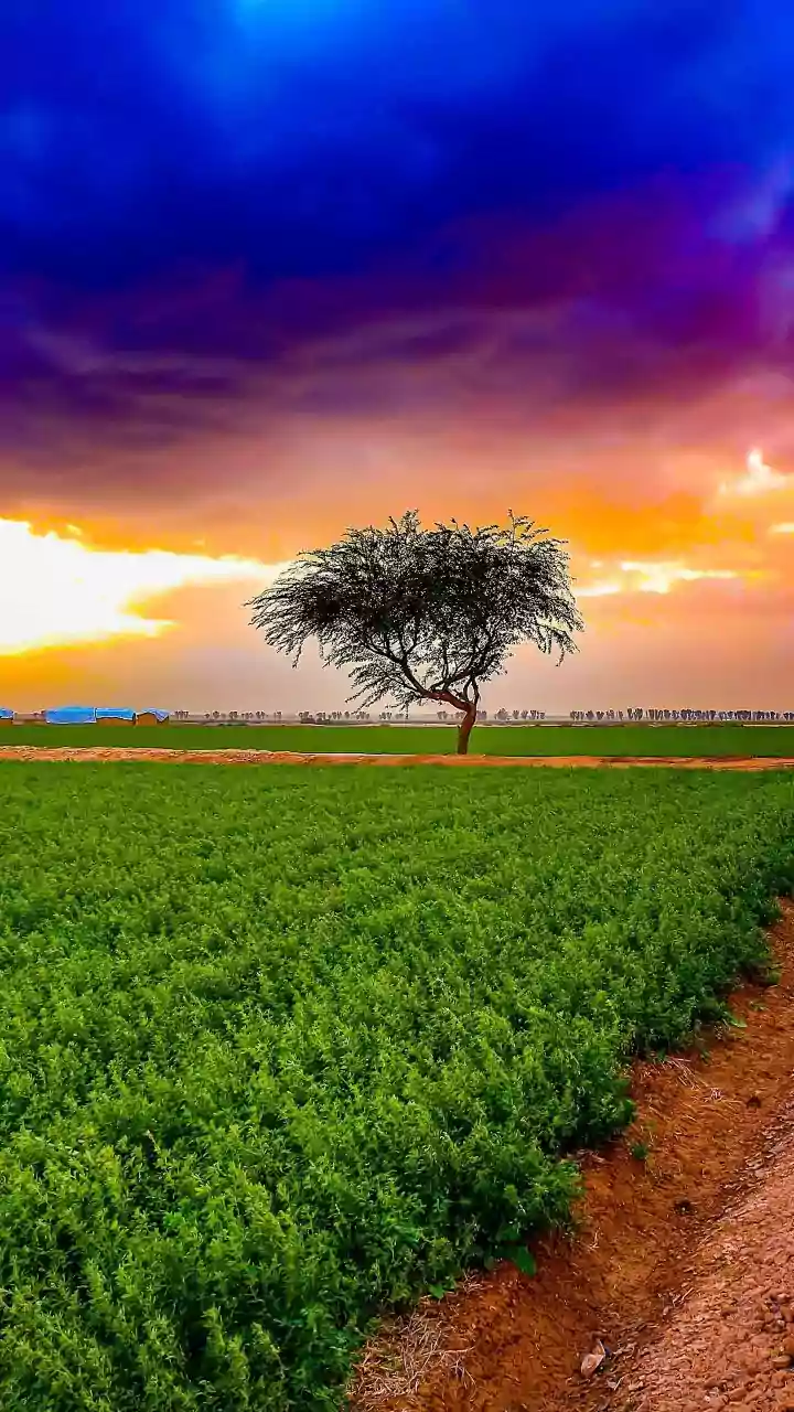 Heavy Rains And Coriander Prices: Why The Everyday Herb Costs More
