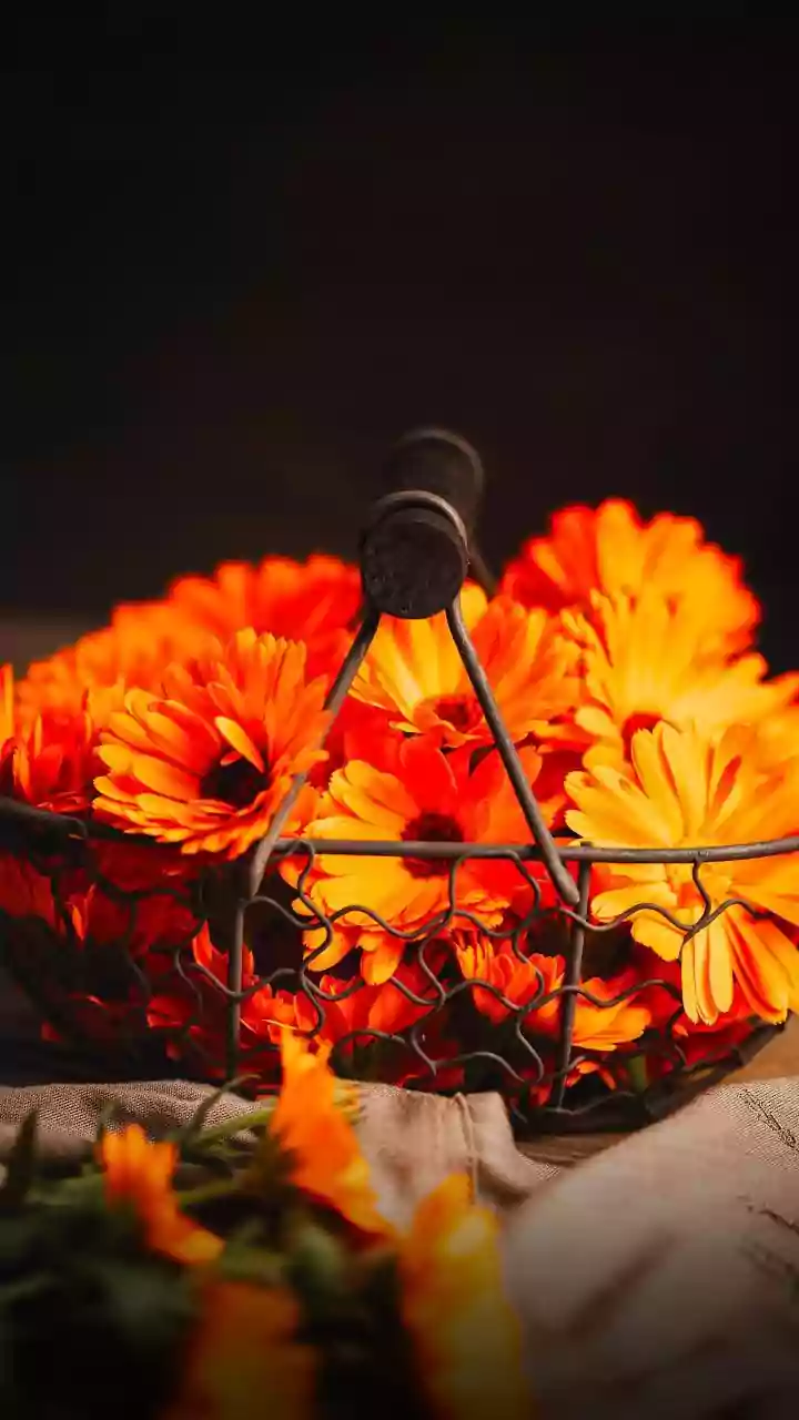 Sustainable Pookkalam Planning: What To Know Before Buying Onam Flowers