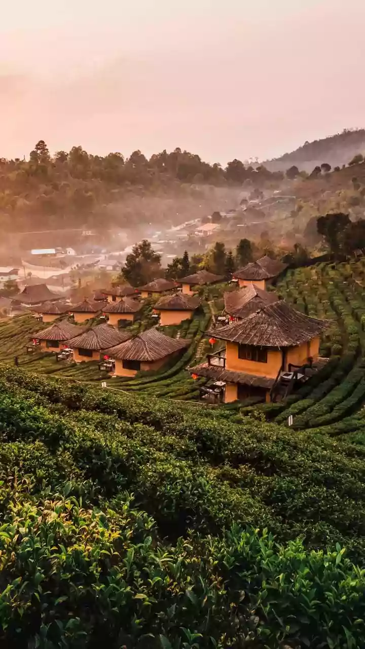 Why Urban Travellers Choose Coorg’s Coffee Estates For Restorative Winter Workations Away From Cities