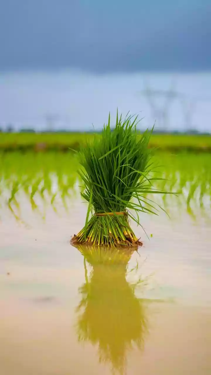 Andhra Pradesh Faces 51% Monsoon Deficit, Kharif Sowing at 61% of Normal