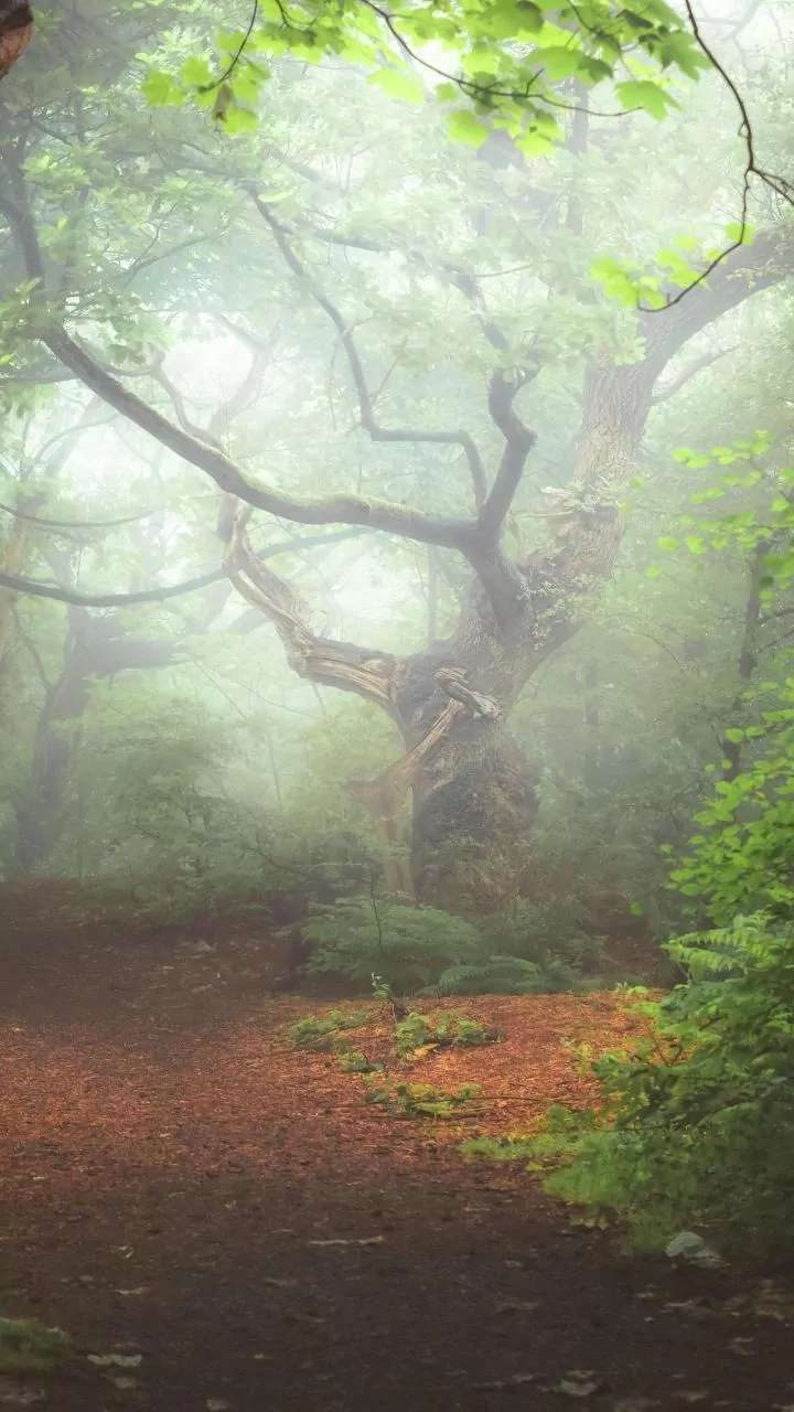 Yakushima Gives Wildlife Lovers an Alternative to Busy Nara Park