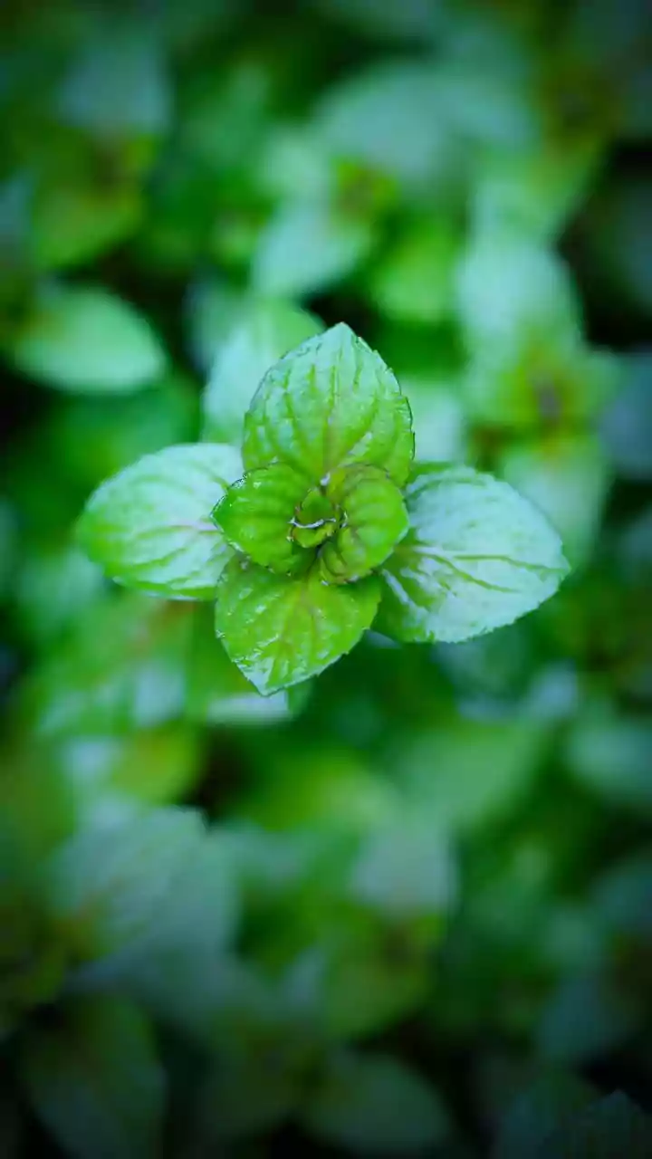 Small Balcony, Less Sun? These Herbs Still Grow Beautifully In Wet Weather