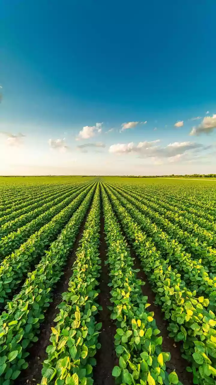 Assolna Villagers Revive Barren Land Through Community Farming