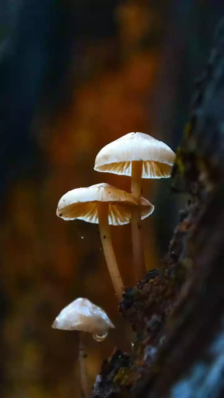 Why Mushroom Lovers Thrive During The Rains