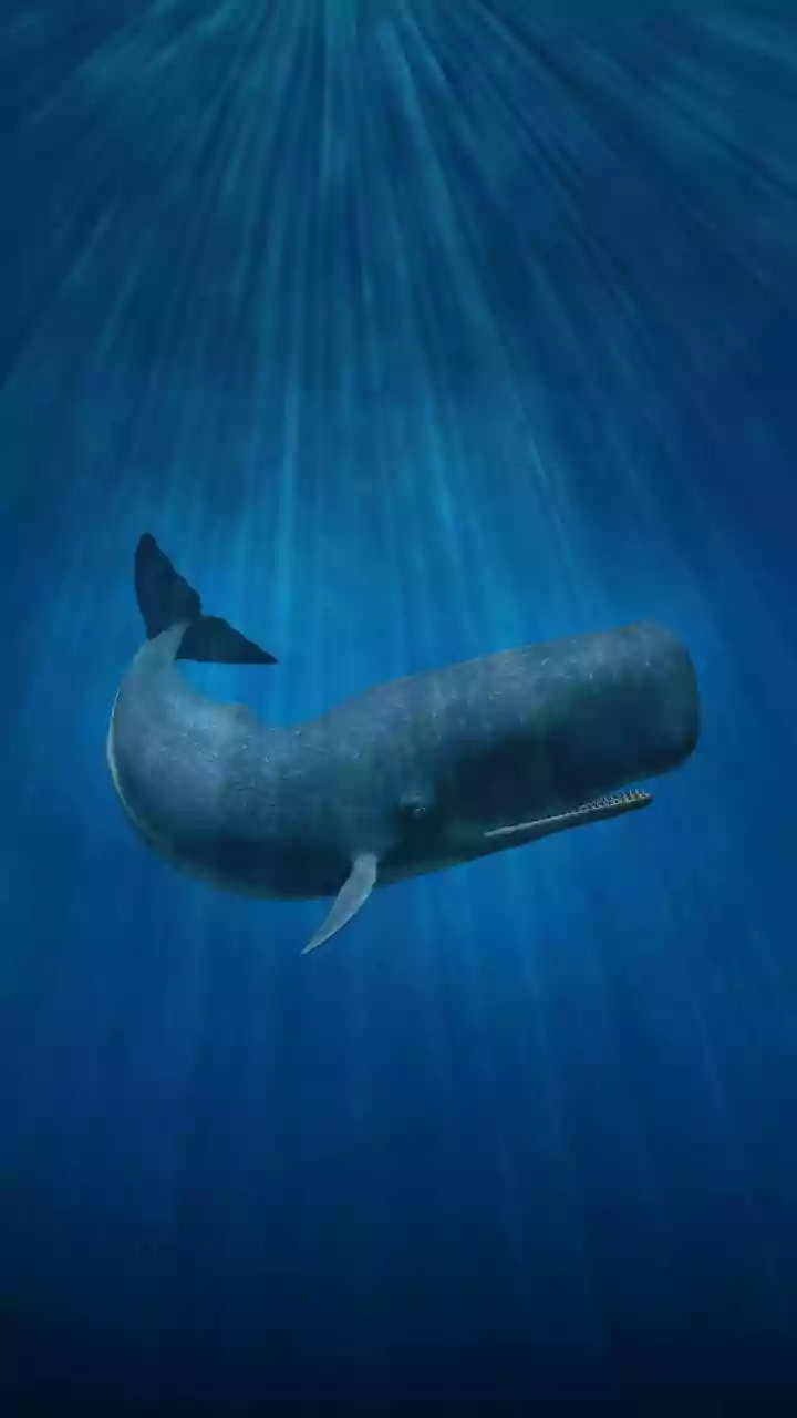 A 450-million-year-old Fossil Turns Reconstructing Ancient Animal Life into a Bigger Story for Fossil and Science Readers
