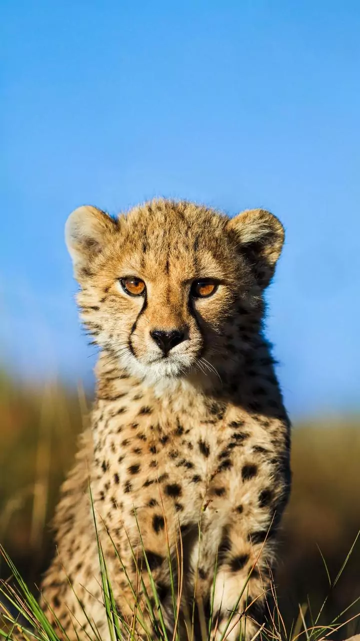 Cheetah cub released in wild at Kuno National Park dies