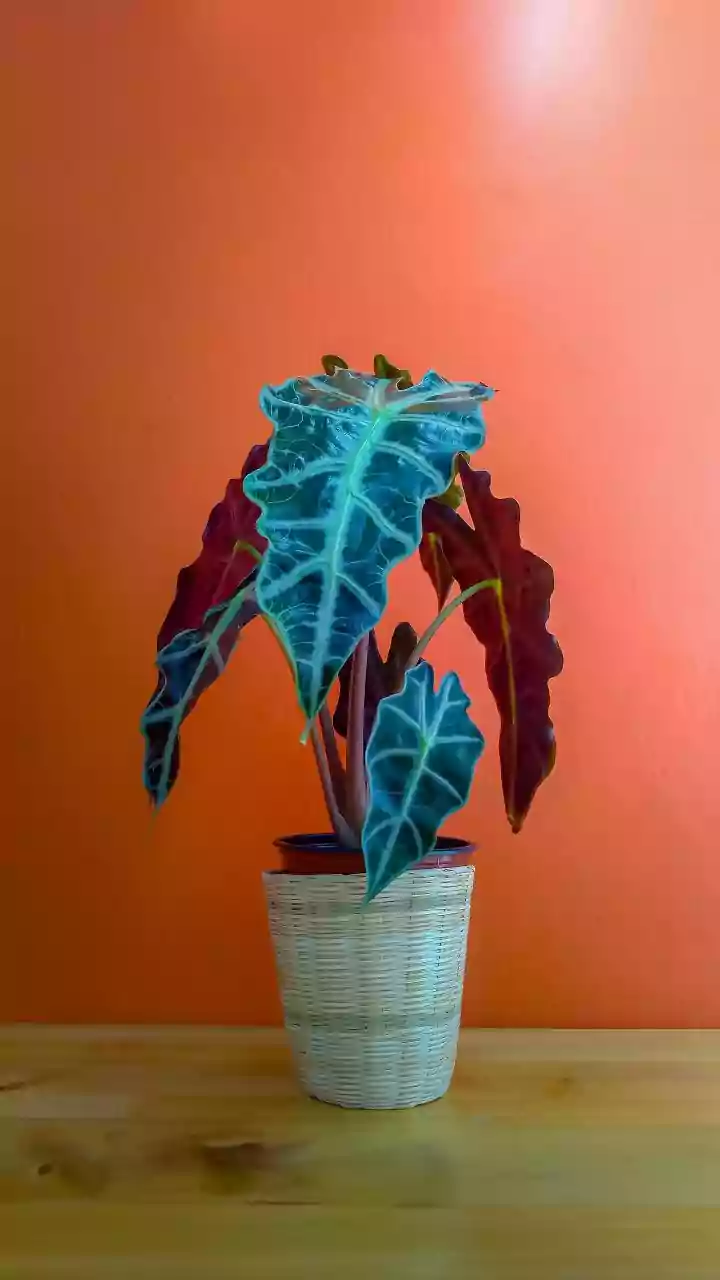 Fond of colocasia leaves? You'll love these recipes