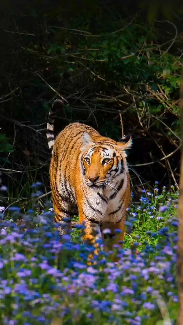 The Science Behind Monsoon Safari Closures
