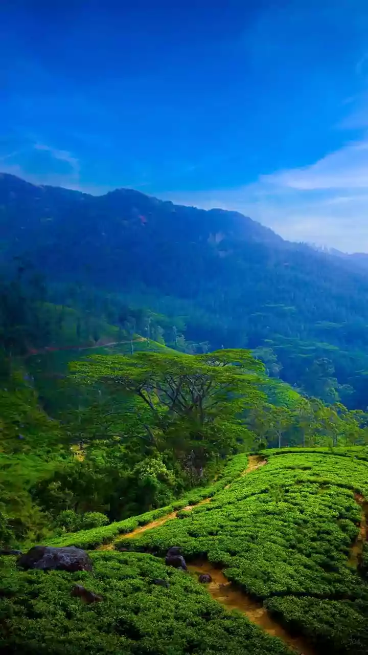 Monsoon Is The Perfect Time To Experience Assam's Green Side